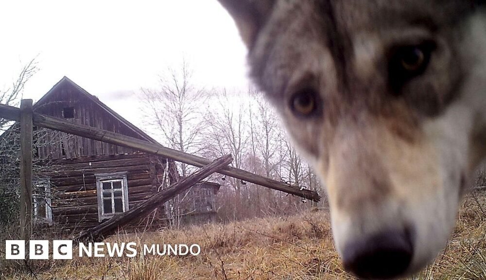 Las cabras montesas son conocidas por vivir en la DMZ.