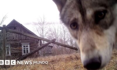 Las cabras montesas son conocidas por vivir en la DMZ.