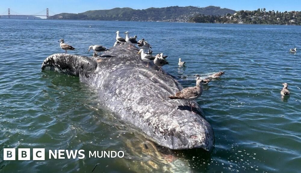 En marzo, el cadáver de una ballena gris hembra adulta apareció flotando en la bahía de San Francisco, en California.
