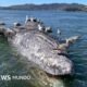 En marzo, el cadáver de una ballena gris hembra adulta apareció flotando en la bahía de San Francisco, en California.