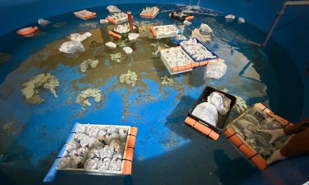 animales marinos traficados — Imagen de la cobertura sobre Peces, pulpos y estrellas de mar: Argentina incauta más de 700 animales marinos . Foto de: Fundación Temaikèn vía AP