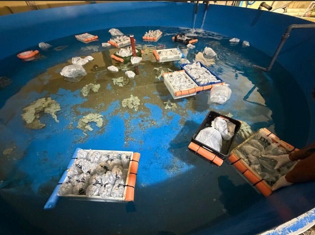 animales marinos traficados — Imagen de la cobertura sobre Peces, pulpos y estrellas de mar: Argentina incauta más de 700 animales marinos . Foto de: Fundación Temaikèn vía AP