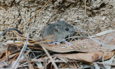 Imagen de la cobertura sobre Hantavirus Andes: ¿por qué preocupa la única variante que se transmite entre hum. Foto de: AP/Patrick Post
