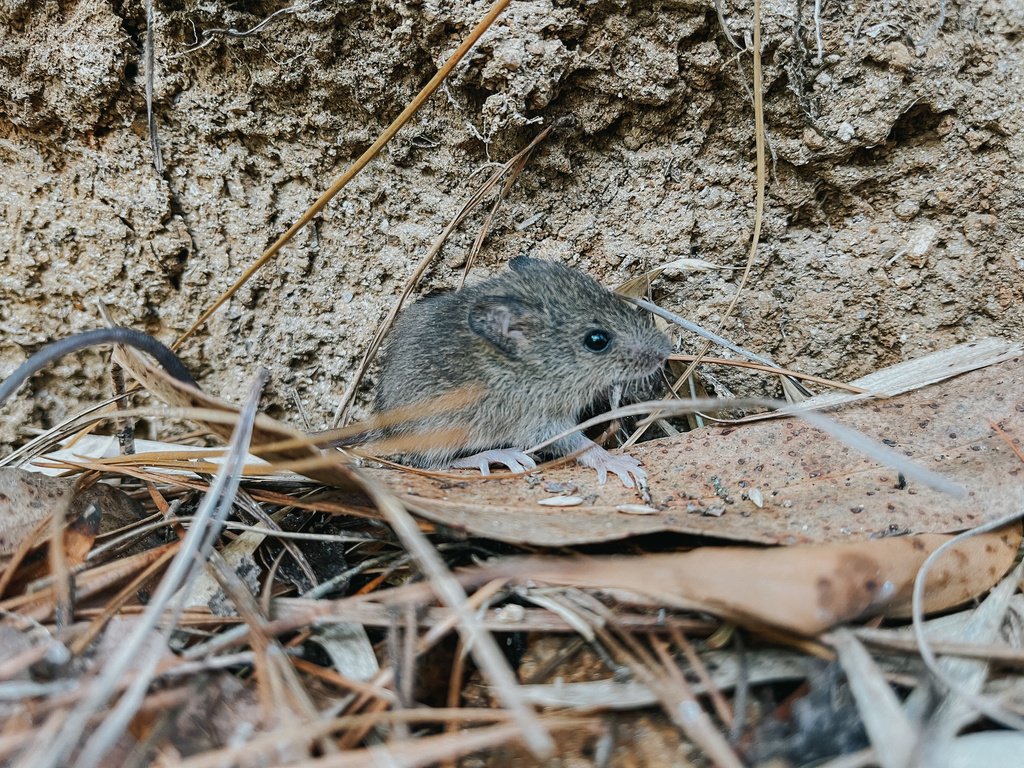 Imagen de la cobertura sobre Hantavirus Andes: ¿por qué preocupa la única variante que se transmite entre hum. Foto de: AP/Patrick Post