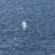 Timmy nada libre en el mar del Norte. Imagen: Sebastian Peters/NEWS5/dpa/picture alliance