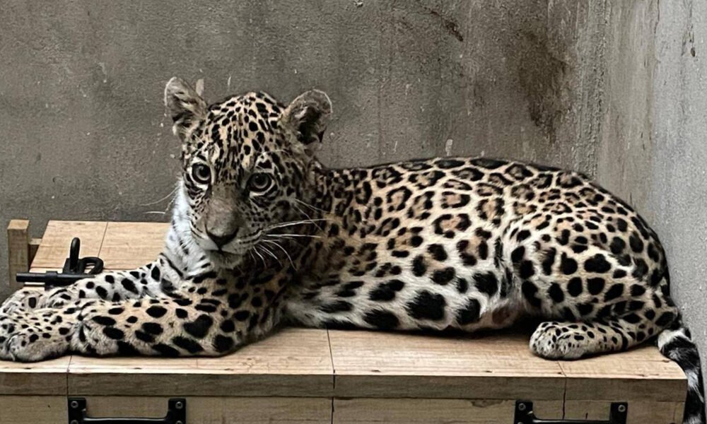 jaguar cachorra — Imagen de la cobertura sobre Crisis en Bolivia: bloqueos, paro y falta de gasolina ponen en riesgo la vida de. Foto de: Senda Verde
