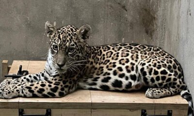 jaguar cachorra — Imagen de la cobertura sobre Crisis en Bolivia: bloqueos, paro y falta de gasolina ponen en riesgo la vida de. Foto de: Senda Verde