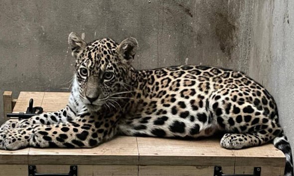 jaguar cachorra — Imagen de la cobertura sobre Crisis en Bolivia: bloqueos, paro y falta de gasolina ponen en riesgo la vida de. Foto de: Senda Verde