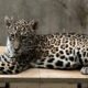 jaguar cachorra — Imagen de la cobertura sobre Crisis en Bolivia: bloqueos, paro y falta de gasolina ponen en riesgo la vida de. Foto de: Senda Verde