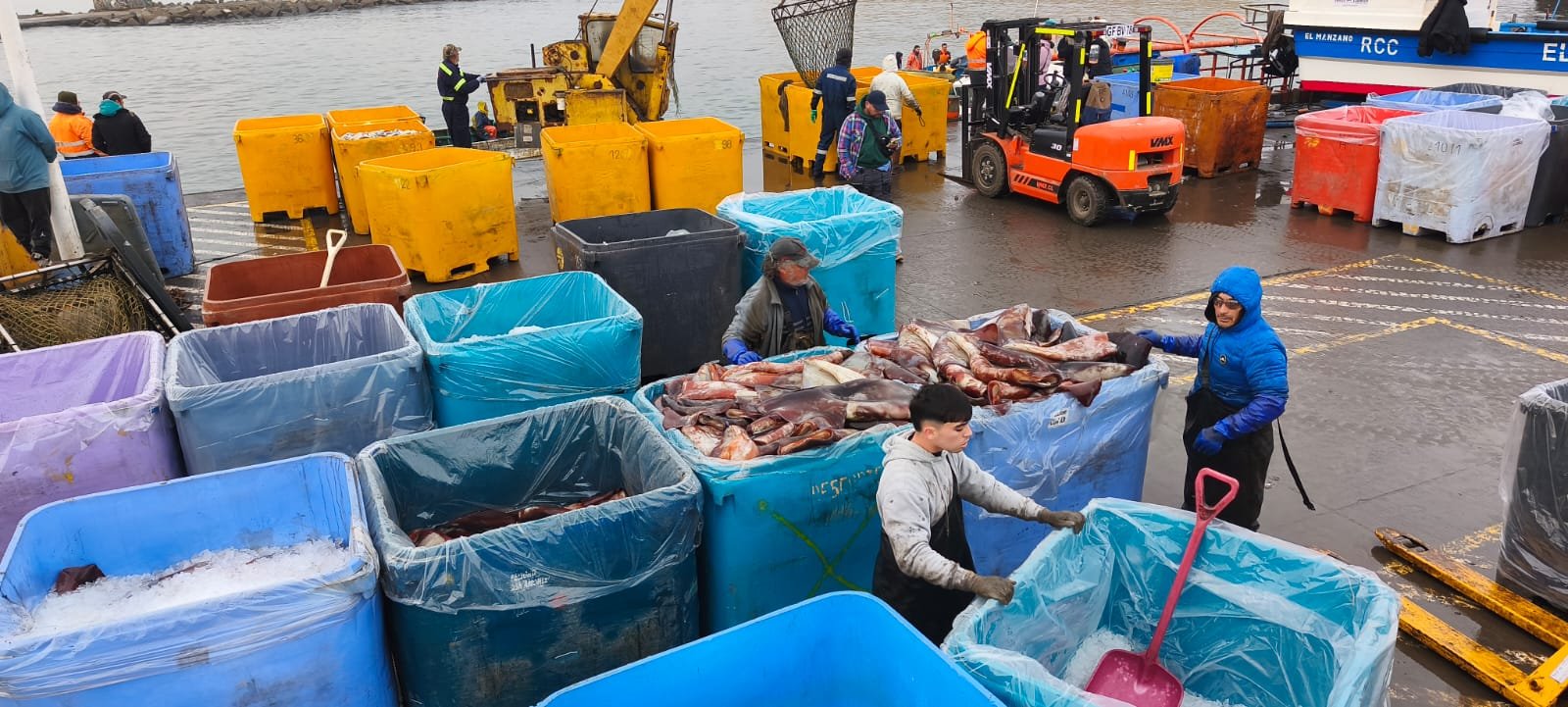Chile debate flexibilizar — Por ley, la jibia solo puede ser capturada con línea de mano o potera, métodos que son objeto de debate ambiental en Chile. Foto de: Pesca Sustentable/Eric Parra