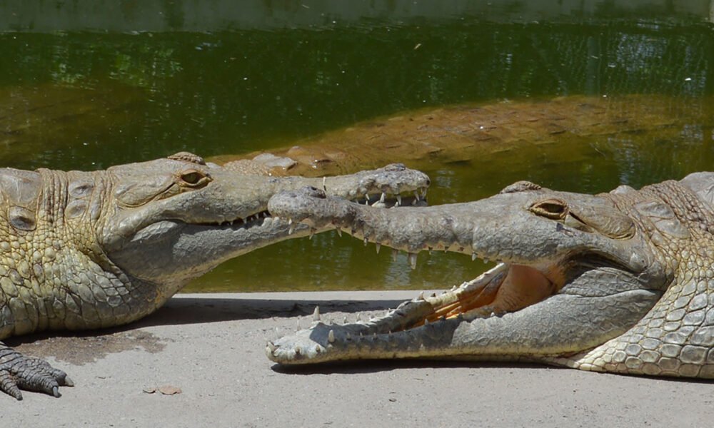 caimanes llaneros — Las autoridades ambientales monitorean a estos cocodrilos, que enfrentan riesgos por la escasez de alimento en Colombia. Foto de: Mongabay Perú
