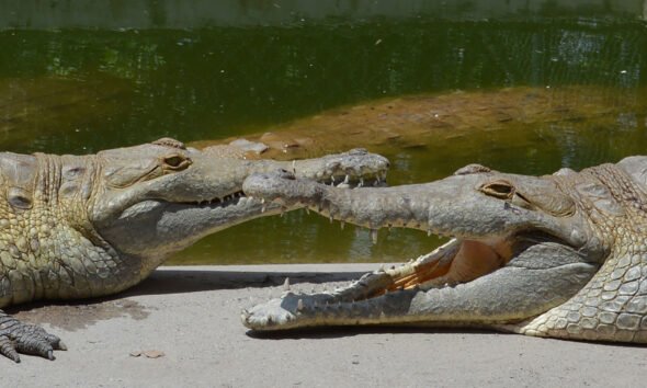 caimanes llaneros — Las autoridades ambientales monitorean a estos cocodrilos, que enfrentan riesgos por la escasez de alimento en Colombia. Foto de: Mongabay Perú