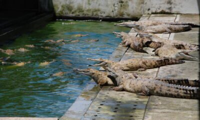 Colombia reinicia alimentación — Autoridades en Colombia discuten acuerdos de paz y el manejo de la fauna local, como los cocodrilos. Foto de: Mongabay Perú