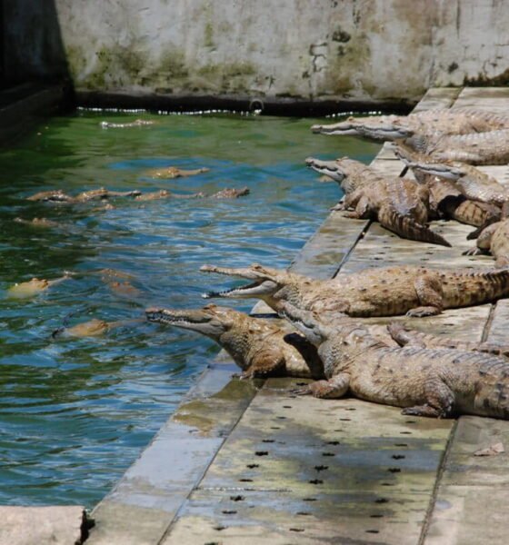 Colombia reinicia alimentación — Autoridades en Colombia discuten acuerdos de paz y el manejo de la fauna local, como los cocodrilos. Foto de: Mongabay Perú
