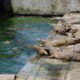 Colombia reinicia alimentación — Autoridades en Colombia discuten acuerdos de paz y el manejo de la fauna local, como los cocodrilos. Foto de: Mongabay Perú