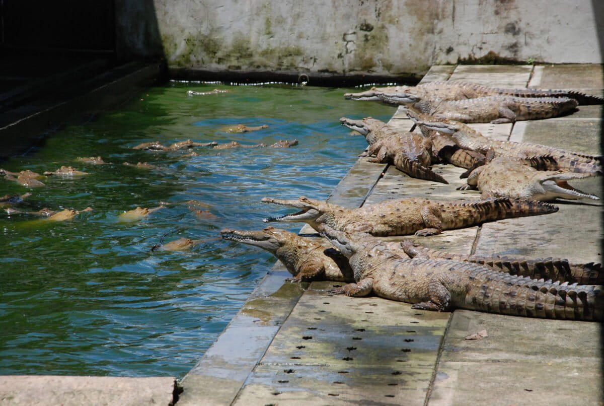 Colombia reinicia alimentación — Autoridades en Colombia discuten acuerdos de paz y el manejo de la fauna local, como los cocodrilos. Foto de: Mongabay Perú