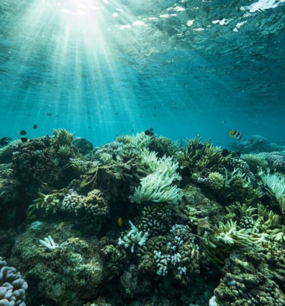 conservación marina Latinoamérica — Pescadores artesanales en el norte de Chile utilizan líneas de cultivo para reinventar sus oficios y contribuir al manejo sostenible de los recursos oceánicos. Foto de: Cristián Sepúlveda