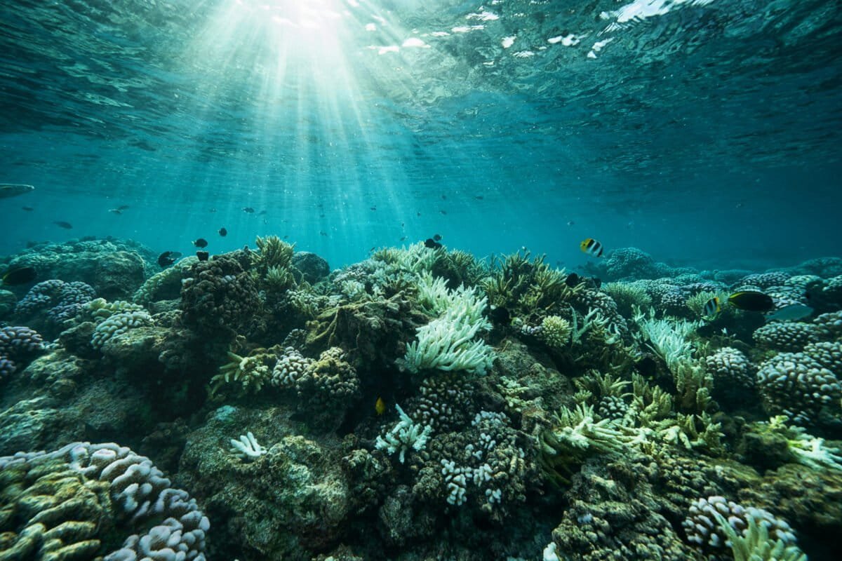conservación marina Latinoamérica — Pescadores artesanales en el norte de Chile utilizan líneas de cultivo para reinventar sus oficios y contribuir al manejo sostenible de los recursos oceánicos. Foto de: Cristián Sepúlveda