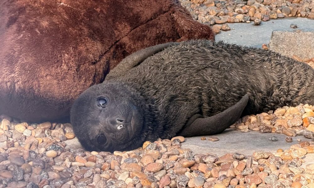 Imagen de la cobertura sobre Argentina: cría de elefante marino abandonada al nacer regresó al mar tras siete. Foto de: Mongabay Perú