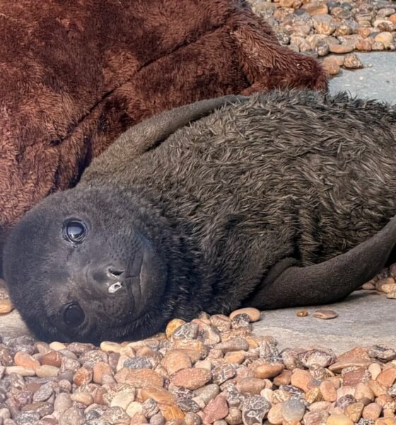 Imagen de la cobertura sobre Argentina: cría de elefante marino abandonada al nacer regresó al mar tras siete. Foto de: Mongabay Perú