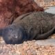 Imagen de la cobertura sobre Argentina: cría de elefante marino abandonada al nacer regresó al mar tras siete. Foto de: Mongabay Perú