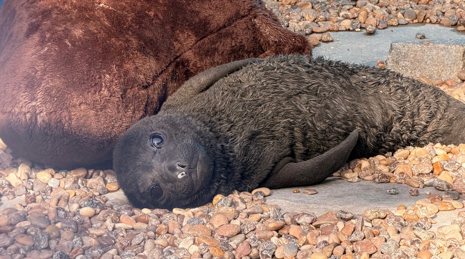 Imagen de la cobertura sobre Argentina: cría de elefante marino abandonada al nacer regresó al mar tras siete. Foto de: Mongabay Perú