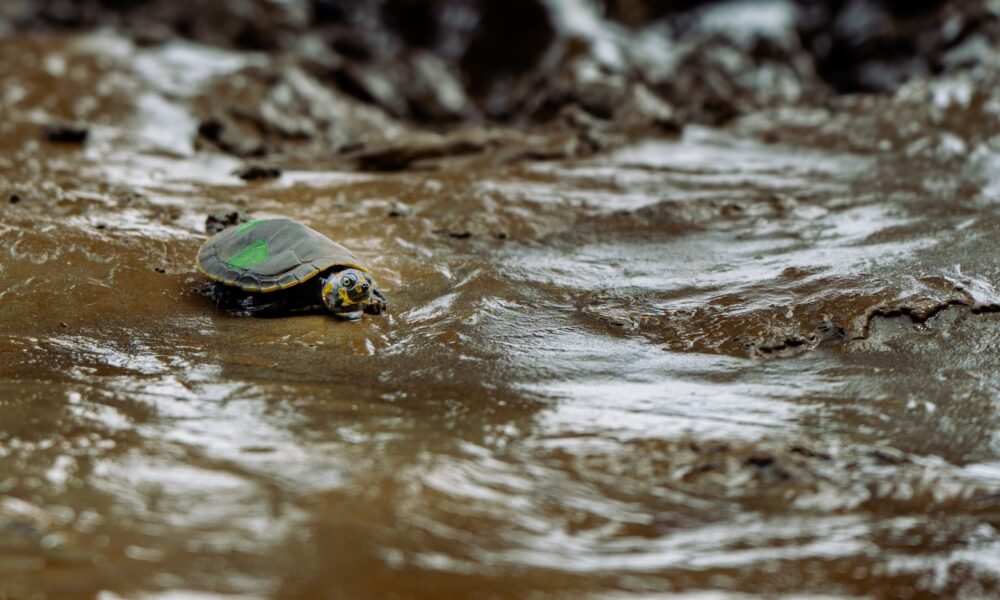 ataques digitales y penales — Una tortuga de mar en aguas poco profundas como parte de los esfuerzos de conservación en Ecuador. Foto de: Pesca Sustentable/Eric Parra