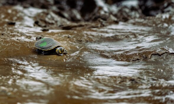 ataques digitales y penales — Una tortuga de mar en aguas poco profundas como parte de los esfuerzos de conservación en Ecuador. Foto de: Pesca Sustentable/Eric Parra