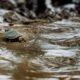 ataques digitales y penales — Una tortuga de mar en aguas poco profundas como parte de los esfuerzos de conservación en Ecuador. Foto de: Pesca Sustentable/Eric Parra