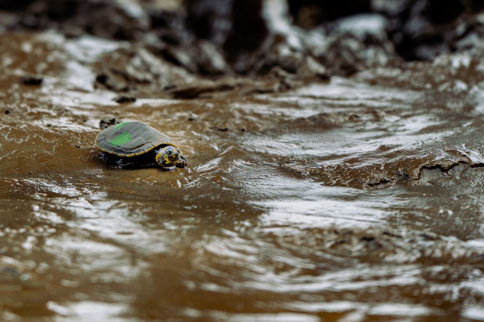 ataques digitales y penales — Una tortuga de mar en aguas poco profundas como parte de los esfuerzos de conservación en Ecuador. Foto de: Pesca Sustentable/Eric Parra