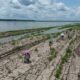 Gran Chaco — Personas caminan sobre suelo agrietado por la sequía en Choluteca, Honduras, una zona afectada por la crisis climática y la desertificación. Foto de: FAO/Alcides Rodríguez