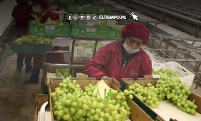 empleos región Piura — Trabajadores en una planta de empaque de uvas enfrentan la incertidumbre laboral ante las condiciones climáticas adversas en la región Piura. Foto de: ELTIEMPO.PE