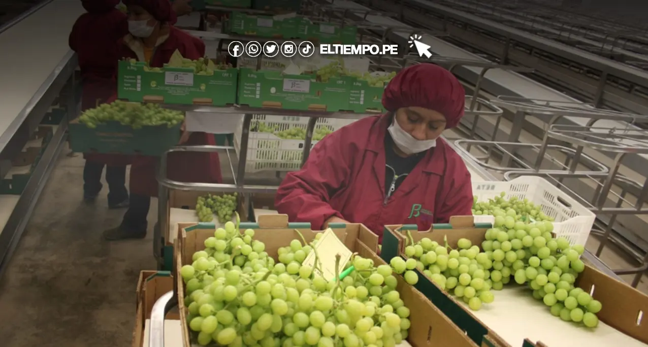 empleos región Piura — Trabajadores en una planta de empaque de uvas enfrentan la incertidumbre laboral ante las condiciones climáticas adversas en la región Piura. Foto de: ELTIEMPO.PE