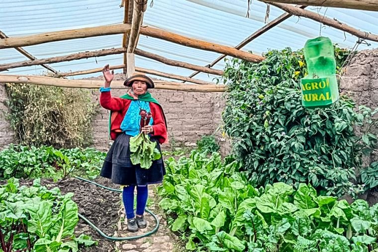 Gobierno peruano invierte — Una agricultora muestra sus productos en un fitotoldo, estructura que el gobierno busca proteger contra las heladas en diversas regiones del Perú. Foto de: El Peruano