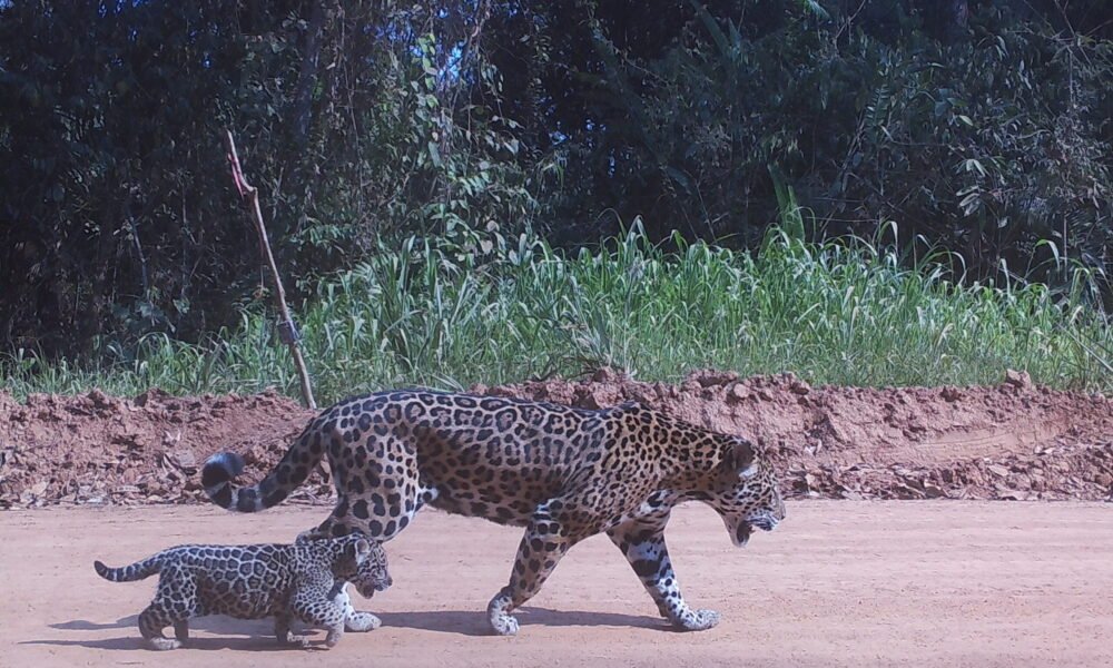 Un jaguar y su cría son identificados mediante inteligencia artificial para el monitoreo y protección de la biodiversidad en América Latina. Foto de: Programa Jaguar
