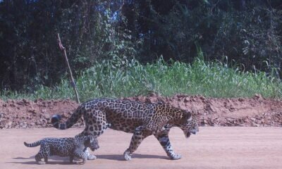 Un jaguar y su cría son identificados mediante inteligencia artificial para el monitoreo y protección de la biodiversidad en América Latina. Foto de: Programa Jaguar