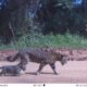 Un jaguar y su cría son identificados mediante inteligencia artificial para el monitoreo y protección de la biodiversidad en América Latina. Foto de: Programa Jaguar