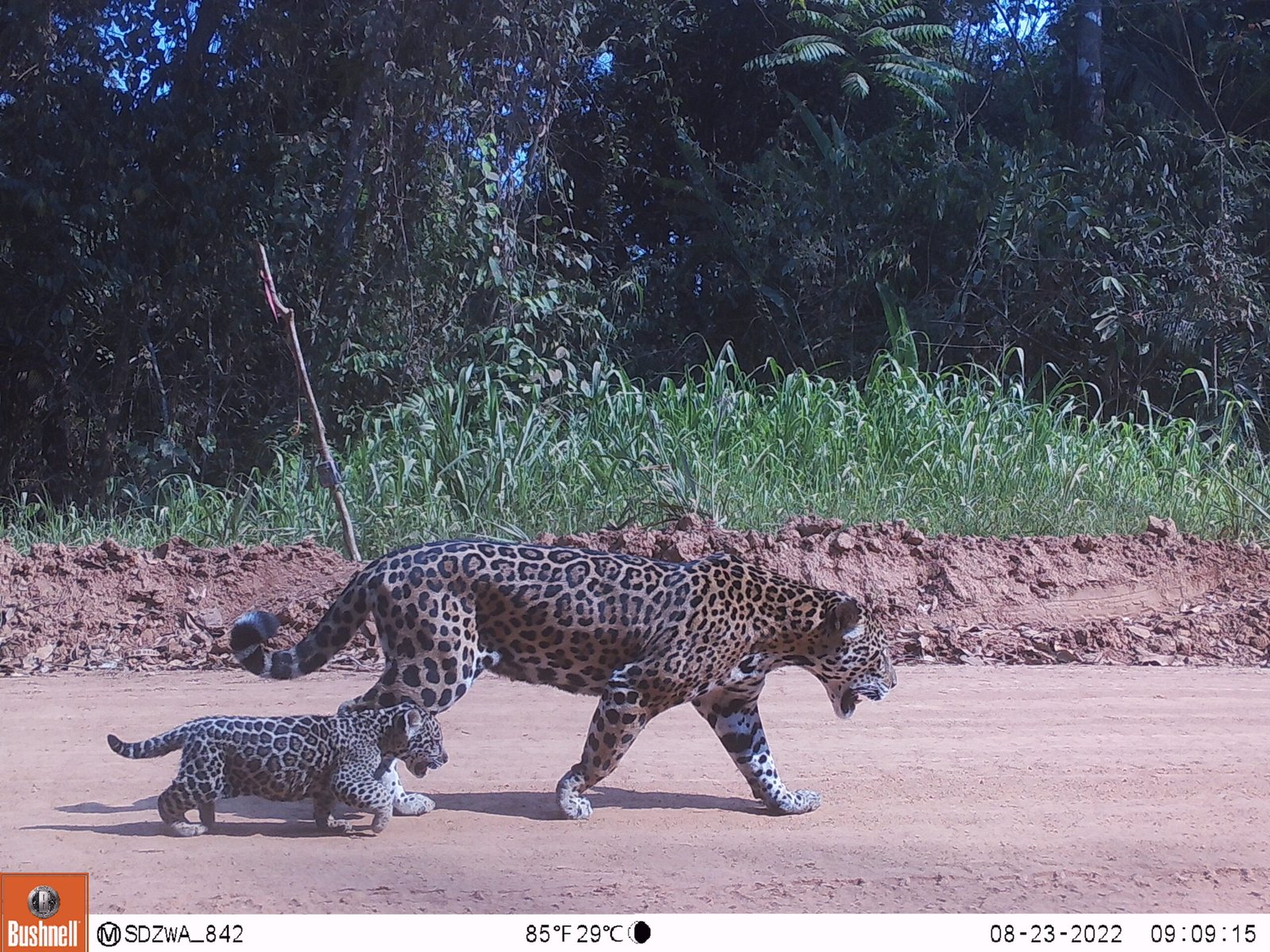 Un jaguar y su cría son identificados mediante inteligencia artificial para el monitoreo y protección de la biodiversidad en América Latina. Foto de: Programa Jaguar