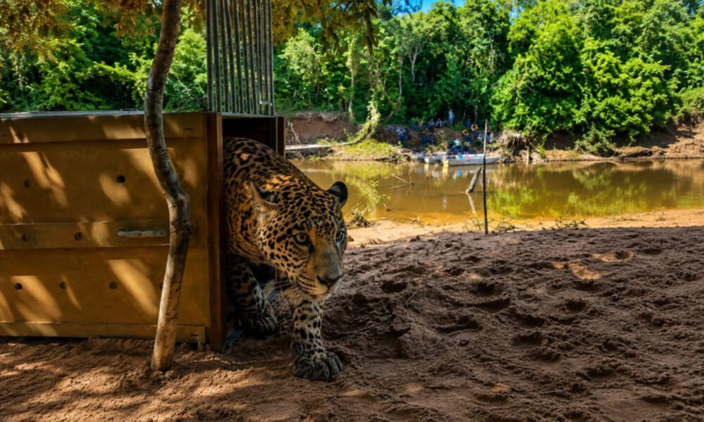 Jaguar rescatada reinsertada — La jaguar Yaguara es reinsertada en su hábitat natural tras ser rescatada de incendios forestales. Foto de: CIWY
