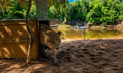 Jaguar rescatada reinsertada — La jaguar Yaguara es reinsertada en su hábitat natural tras ser rescatada de incendios forestales. Foto de: CIWY