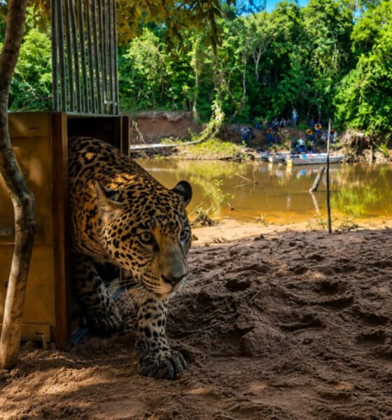 Jaguar rescatada reinsertada — La jaguar Yaguara es reinsertada en su hábitat natural tras ser rescatada de incendios forestales. Foto de: CIWY