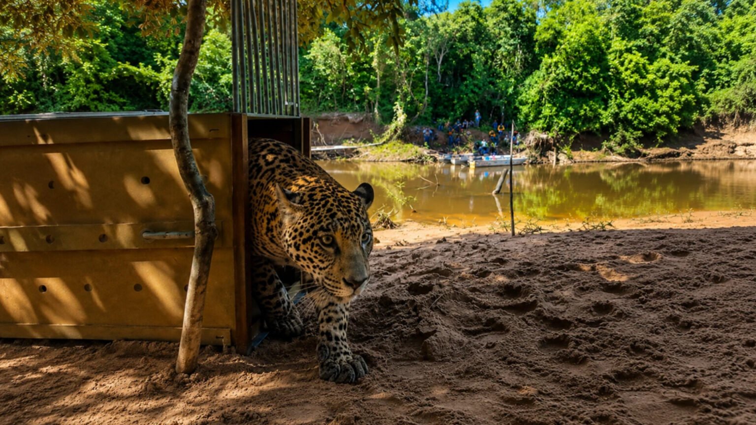 Jaguar rescatada reinsertada — La jaguar Yaguara es reinsertada en su hábitat natural tras ser rescatada de incendios forestales. Foto de: CIWY