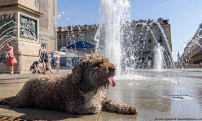 Muertos niños automóvil — Un perro se refresca en una fuente durante la intensa ola de calor que afecta a Europa. Foto de: Mauro Ujsesko/LaPresse/ZUM
