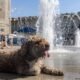 Muertos niños automóvil — Un perro se refresca en una fuente durante la intensa ola de calor que afecta a Europa. Foto de: Mauro Ujsesko/LaPresse/ZUM