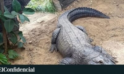 Un cocodrilo en el recinto del zoológico Johnsons donde un niño de tres años resultó herido tras ser arrojado al agua. Foto de: Johnsons of Old Hurst