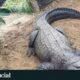 Un cocodrilo en el recinto del zoológico Johnsons donde un niño de tres años resultó herido tras ser arrojado al agua. Foto de: Johnsons of Old Hurst