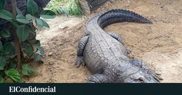 Un cocodrilo en el recinto del zoológico Johnsons donde un niño de tres años resultó herido tras ser arrojado al agua. Foto de: Johnsons of Old Hurst