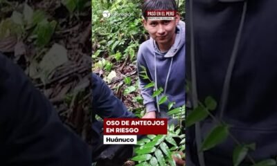 Operativos interinstitucionales — Un hombre en una zona boscosa de Huánuco donde la minería ilegal y las invasiones amenazan el hábitat del oso de anteojos. Foto de: El Búho