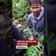 Operativos interinstitucionales — Un hombre en una zona boscosa de Huánuco donde la minería ilegal y las invasiones amenazan el hábitat del oso de anteojos. Foto de: El Búho