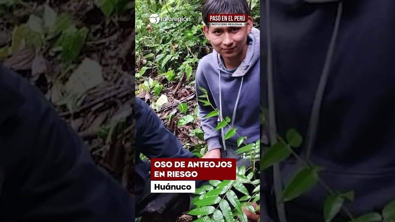Operativos interinstitucionales — Un hombre en una zona boscosa de Huánuco donde la minería ilegal y las invasiones amenazan el hábitat del oso de anteojos. Foto de: El Búho